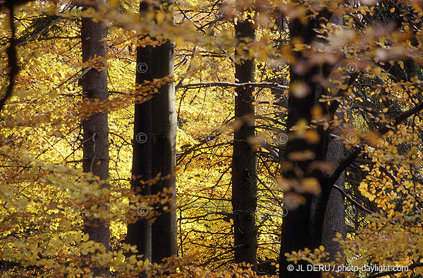 bois en automne